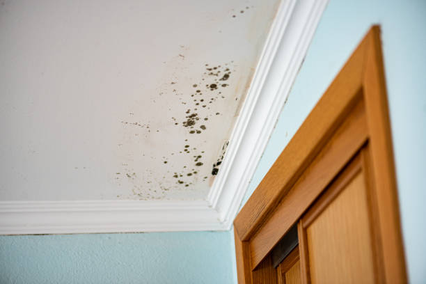 Best Emergency Mold Removal  in Olcott, NY