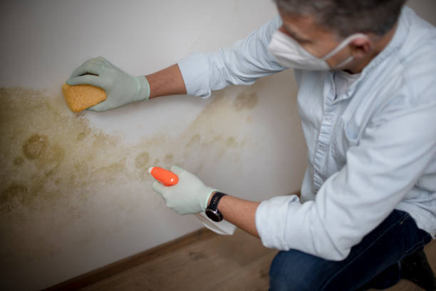 Best Black Mold Removal  in Olcott, NY