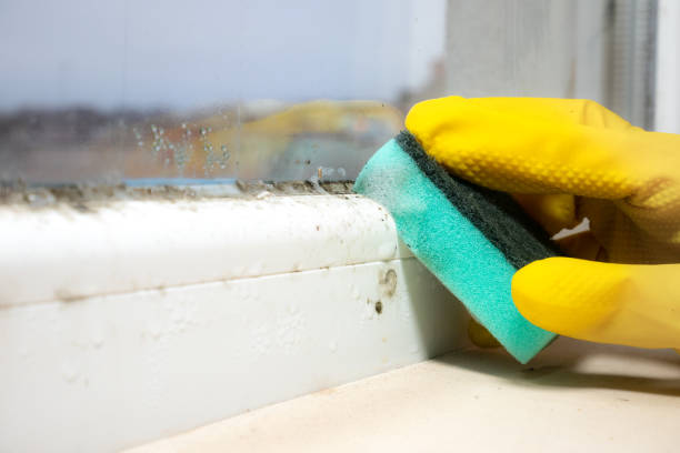 Best Mold Cleaning Services  in Olcott, NY