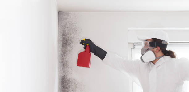 Best Certified Mold Removal  in Olcott, NY