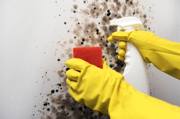 Best Crawl Space Mold Removal  in Olcott, NY